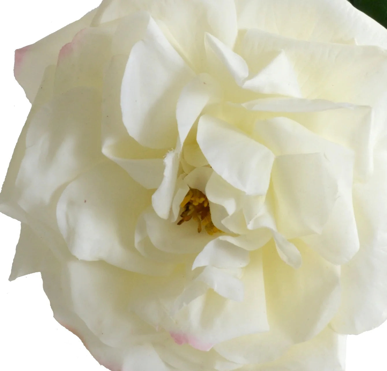 White Rose Stem