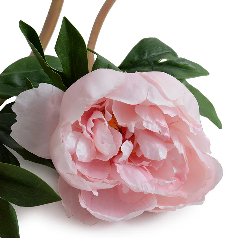 Peony Stem with Leaves