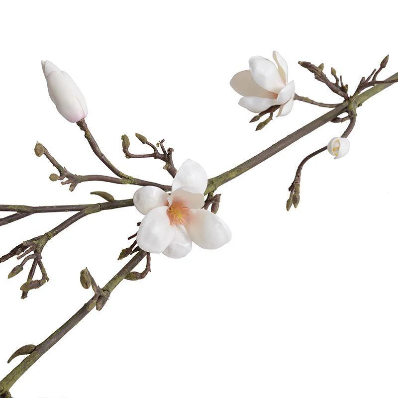 Magnolia Tree Branch