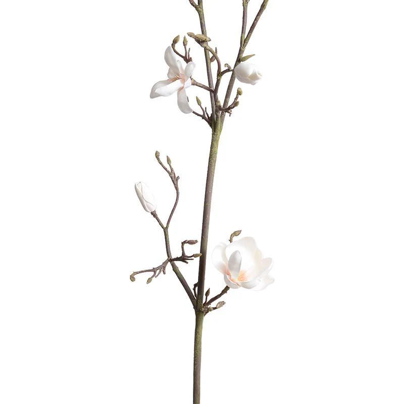 Magnolia Tree Branch