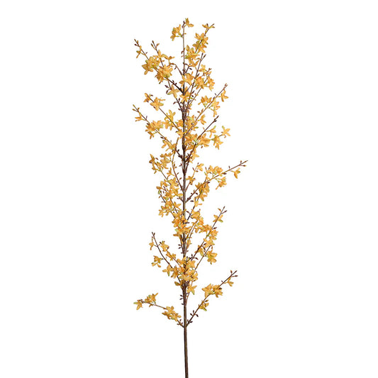 Forsythia Flower Branch