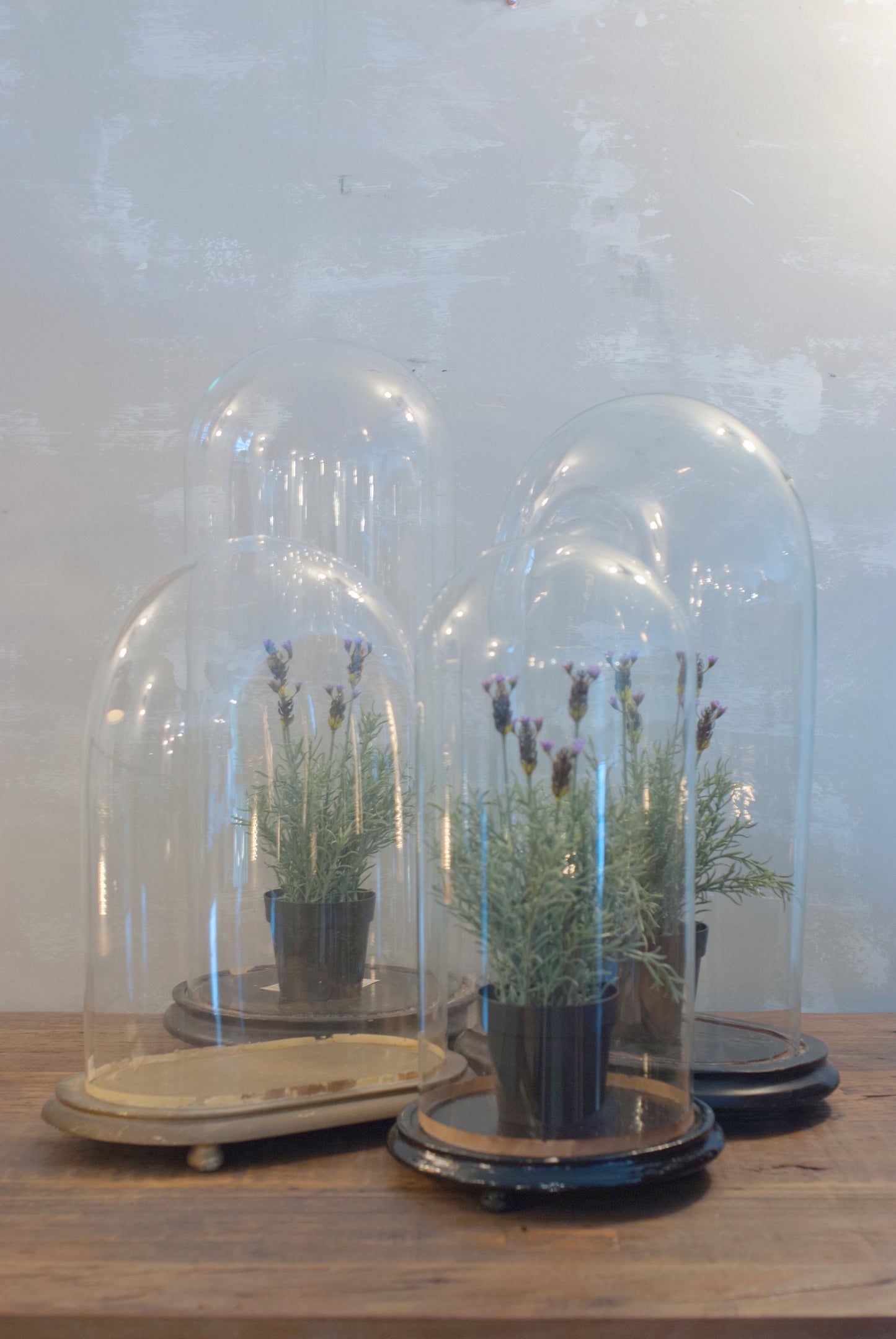 Antique Cloches