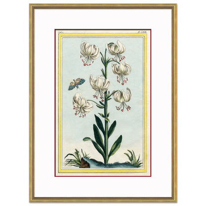 Botanicals (Set of Four)