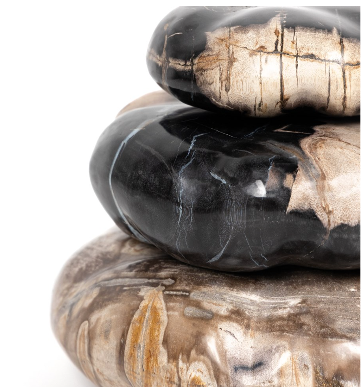 Petrified Wood Collection